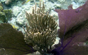 Bent Sea Rod - Plexaura flexuosa