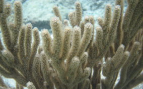 Bent Sea Rod - Plexaura flexuosa