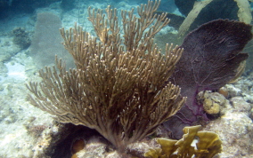 Bent Sea Rod - Plexaura flexuosa