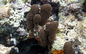 Corky Sea Finger - Briareum asbestium