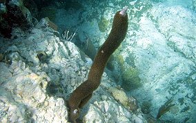 Corky Sea Finger - Briareum asbestium