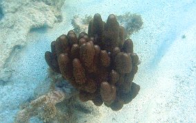 Corky Sea Finger - Briareum asbestium