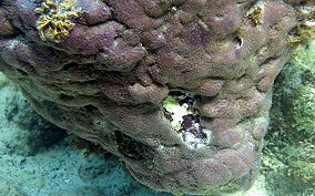 Encrusting Corky Sea Finger - Briareum asbestium