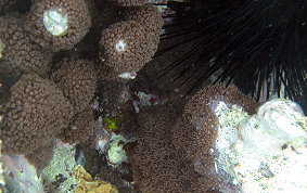 Corky Sea Finger - Briareum asbestium