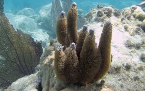 Corky Sea Finger - Briareum asbestium