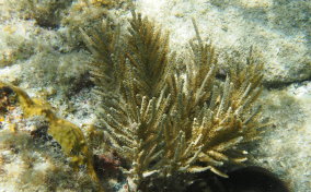 Doughnut Sea Rod - Eunicea fusca