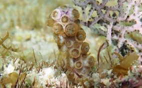 Doughnut Sea Rod - Eunicea fusca