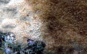 Encrusting Gorgonian - Erythropodium caribaeorum