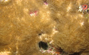 Encrusting Gorgonian - Erythropodium caribaeorum