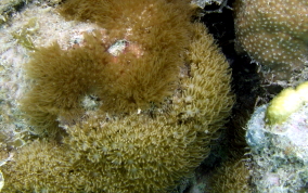 Encrusting Corky Sea Finger - Briareum asbestium