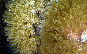 Encrusting Corky Sea Finger - Briareum asbestium