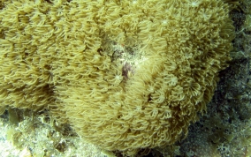 Encrusting Corky Sea Finger - Briareum asbestium