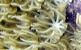 Encrusting Corky Sea Finger - Briareum asbestium