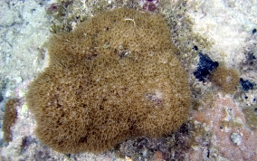 Encrusting Corky Sea Finger - Briareum asbestium