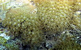 Encrusting Corky Sea Finger - Briareum asbestium