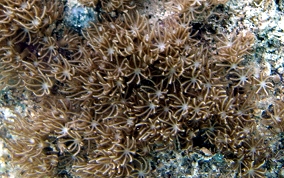 Encrusting Corky Sea Finger - Briareum asbestium