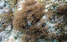 Encrusting Corky Sea Finger - Briareum asbestium