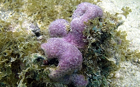 Encrusting Corky Sea Finger - Briareum asbestium