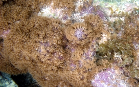 Encrusting Corky Sea Finger - Briareum asbestium