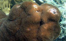 Encrusting Gorgonian - Erythropodium caribaeorum