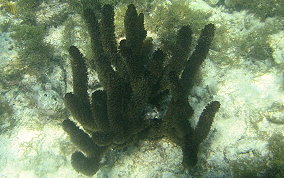 Knobby Sea Rod - Eunicea sp.