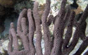 Knobby Sea Rod - Eunicea sp.