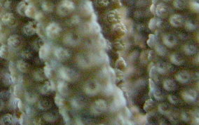 Knobby Sea Rod - Eunicea sp.