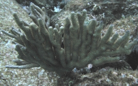 Knobby Sea Rod - Eunicea sp.