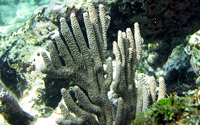 Knobby Sea Rod - Eunicea sp.