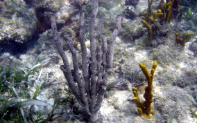 Knobby Sea Rod - Eunicea sp.