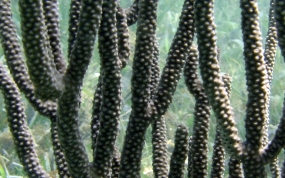 Knobby Sea Rod - Eunicea sp.