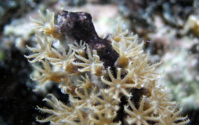 Knobby Sea Rod - Eunicea sp.