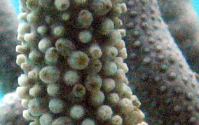 Porous Sea Rod