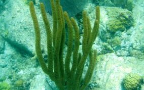 Porous Sea Rod