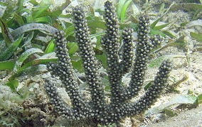 Shelf-Knob Sea Rods - Eunicea succinea