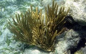 Spiny Sea Fan - Muricea muricata