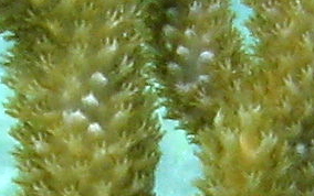 Spiny Sea Fan - Muricea muricata