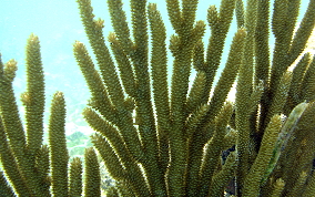 Spiny Sea Fan - Muricea muricata