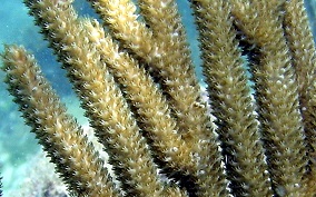 Spiny Sea Fan - Muricea muricata