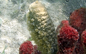 Split Pore Sea Rod - Plexaurella sp.