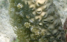 Split Pore Sea Rod - Plexaurella sp.