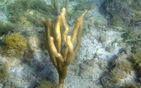 Split Pore Sea Rod - Plexaurella sp.