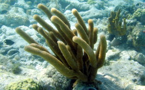 Split Pore Sea Rod - Plexaurella sp.