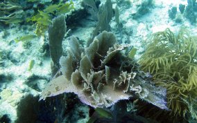 Venus Sea Fan - Gorgonia flabellum