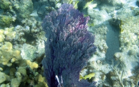 Venus Sea Fan - Gorgonia flabellum