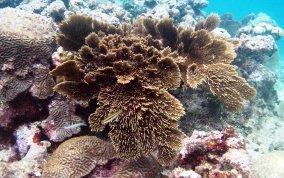 Venus Sea Fan - Gorgonia flabellum