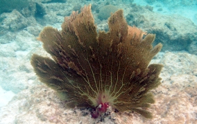 Venus Sea Fan - Gorgonia flabellum