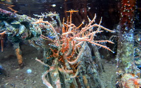 White Telesto - Snowflake Coral - Carijoa riisei