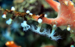 White Telesto - Snowflake Coral - Carijoa riisei