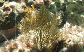 Wide Mesh Sea Fan - Gorgonia mariae 